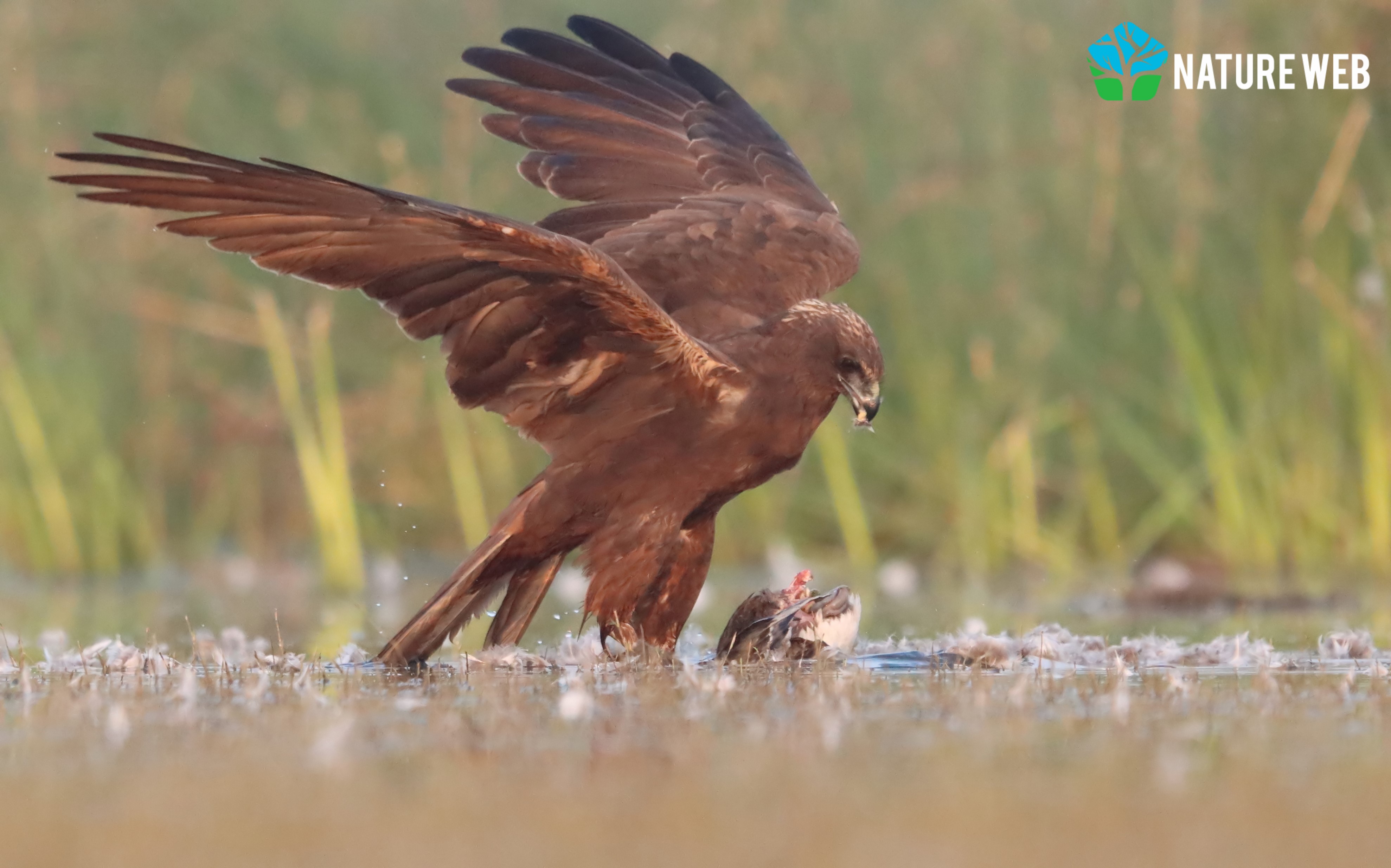 Marsh Harrier